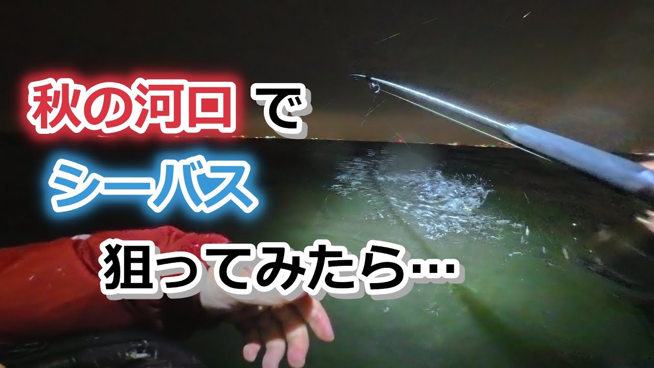 秋の河口でシーバス狙ってみたら…【2025年10月22日】