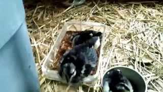 Black Sumatra chicks taking a dust bath