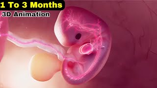 First Trimester , 1 To 3 Months Baby Development , 1 To 3 Months Pregnant
