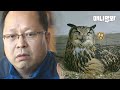 행복했던 이웃새촌 수리부엉이 부부에게 위기가 찾아왔습니다ㅣHuge Crisis Came To A Happy Eagle Owl Couple