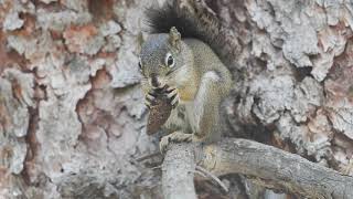 Squirrel eating pinecone