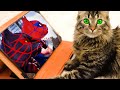 Cat reaction to SPIDER-MAN 2 - INTRO Cat version