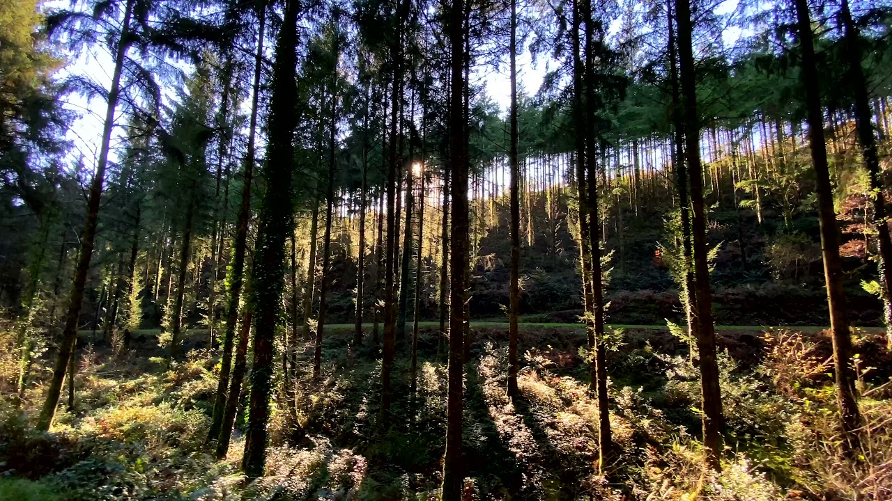 A small walk around Cardinham Woods (II) (Clip)