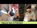 Pigeons Market Guru Mandir Karachi Price Updates