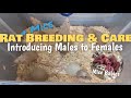 MICE BABIES!! Rat + Mice Breeding & Care | Introducing Males to Females