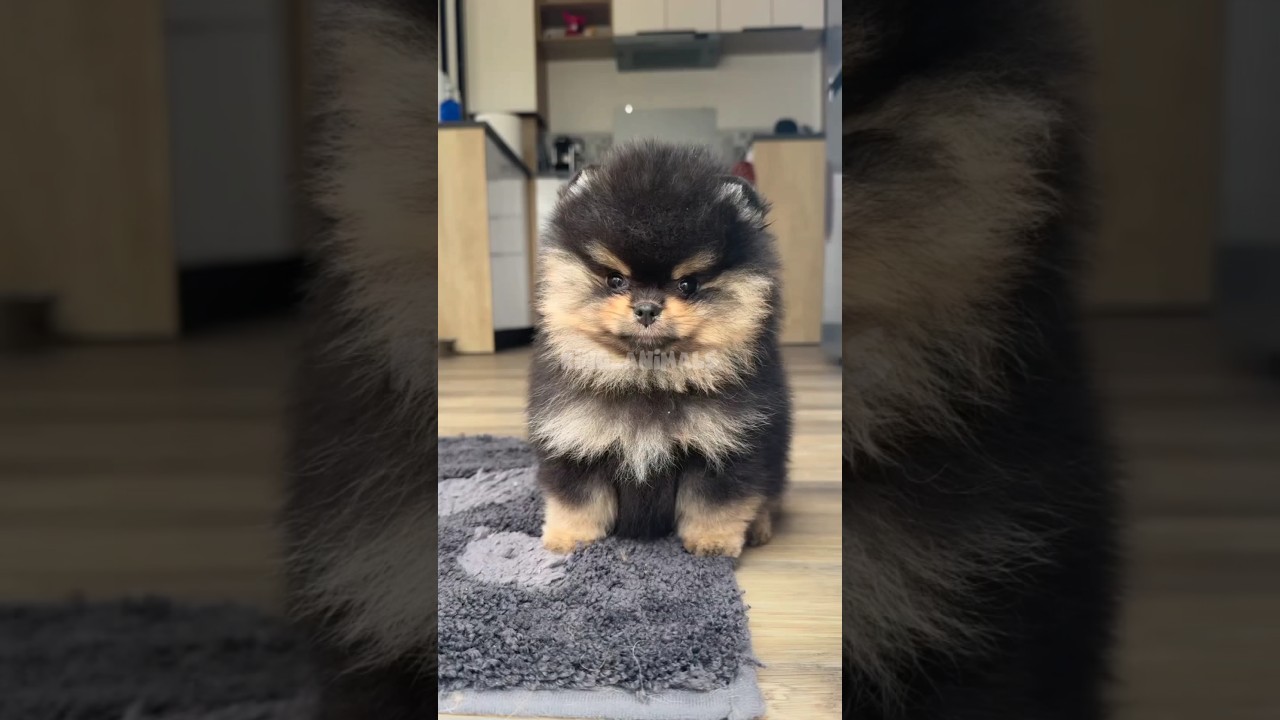 Some extremely cute and adorable puppies 🐶💖. 