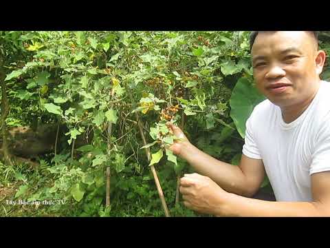 Video TỔNG QUAN, CÁCH GIEO TRỒNG VÀ CÔNG DỤNG CỦA QUẢ CÀ... - youtube