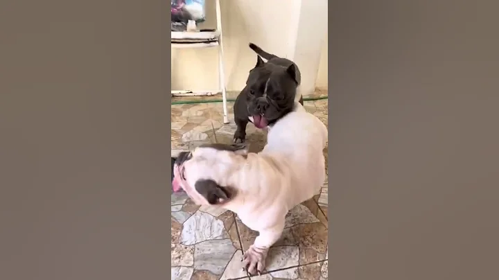 Funny movement dog mating  😂🐶 - DayDayNews