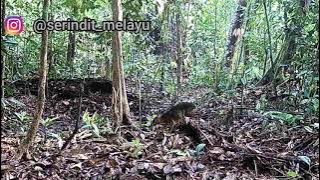 camera trap - hutan ini banyak kancilnya #kancil #cameratrap #hutansumatera