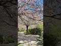 spring #explore #youtubeshorts #viral#hindisong