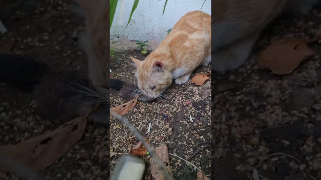 Cat eating Baby Squirrel 😢 YouTube