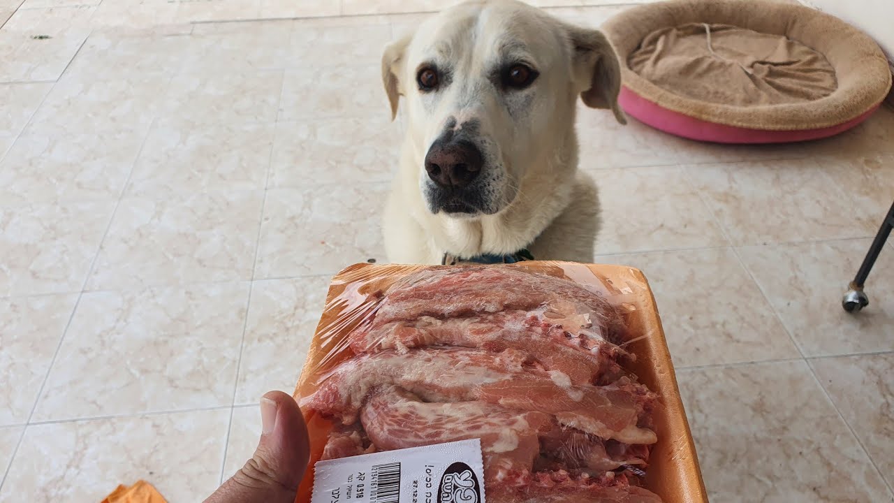 dog eating raw Chicken necks YouTube