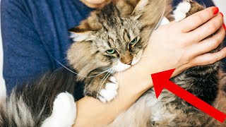 Your Cat Doesn't Like to Cuddle? Watch This!