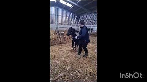 7MO PIEBALD FILLY FOAL