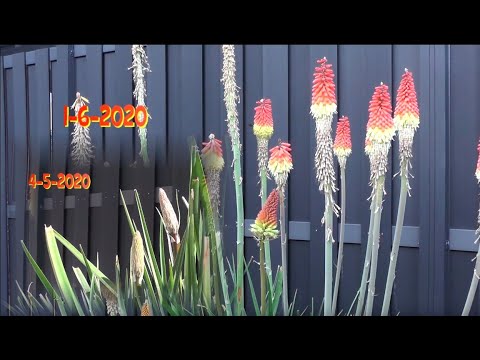 Video: „Knifofia“(58 Nuotraukos): Sodinimas Ir Priežiūra Atvirame Lauke, Auginimas, Uogų Kniphofija Ir Kiti Gėlių Lovoje, Sėklų Dauginimas Namuose