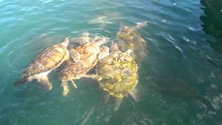90 Seconds Of Relaxation... Turtle Farm