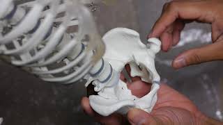 Review of Mini-skeleton models for Gross Anatomy