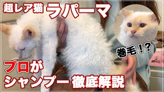 【ラパーマ】超レア猫のラパーマのシャンプーをプロが徹底解説します【LaPerm】