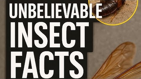UNBELIEVABLE INSECT FACTS YOU WON’T BELIEVE EXIST