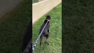 Meet Chucita A Terrier, Pit Bull Currently Available For Adoption 432025 10554 Pm