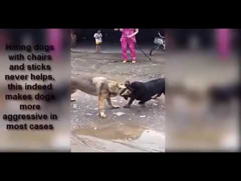 Video: Rottweiler Köpək Hipoallergenik, Sağlamlıq Və Ömür