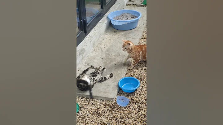 Video 6018291: bengalcat bengals cats, bengal cat play fight