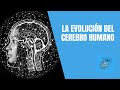 La evolución del cerebro humano