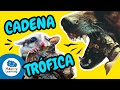 🌱🦁 LA CADENA TRÓFICA: ¡Depredadores, Productores y Consumidores! | Vídeos Educativos para Niños