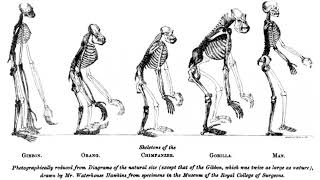 Cladistics | Wikipedia audio article