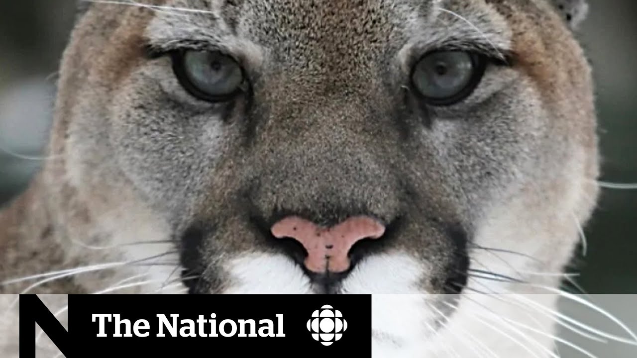 B.C. hiker recounts 'terrifying' encounter with cougar YouTube