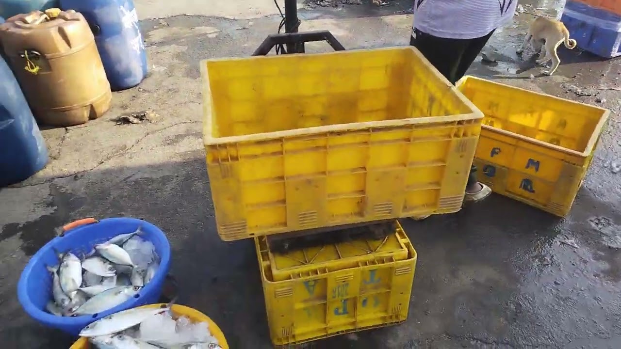 व्यापारी ने मछली लेने से मानाकिया 🥹🥹😭😱😡