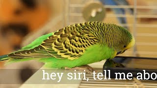 Talking budgie calls iPhone a chicken and then asks Siri for a lesson on parakeets