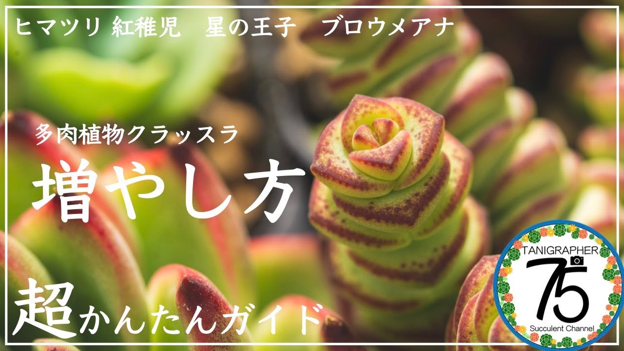多肉植物】多肉初心者におすすめ！クラッスラを簡単に増やす方法！星