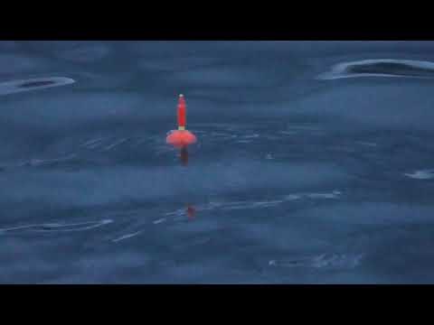 Video ウキが寝て、震えて、沈んでいく。マアジのあたり。サビキ浮きが海深く入っていく映像。 - youtube