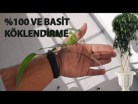 Video: Ficus Ginseng Ağacı Nedir: Ficus Ginseng Houseplant Yetiştirme Hakkında Bilgi Edinin