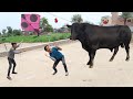 Eid Cow Engry 🐃 & Kite Fight Challenges