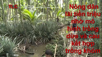 Nông dân lãi tiền triệu nhờ mô hình trồng dừa và cau kết hợp trồng khóm