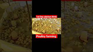 Boiler Poultry Farming shorts shortvideo shortsyoutube shortsvideo short shortsvideo
