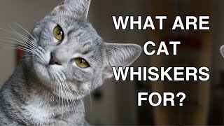 Cat Whiskers What Are Cat Whiskers For