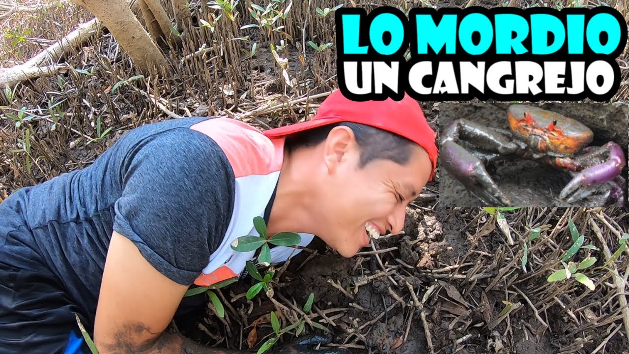 Sacando Punches Salvadoreños Enormes Cangrejos Sacados Con La Mano