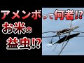 【ゆっくり】絶滅の危機!水中に潜れるアメンボの生態とは⁉