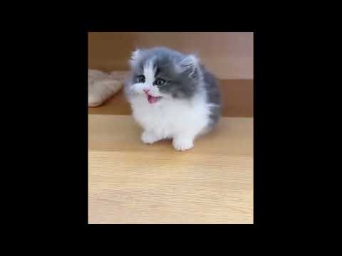子猫たちがあなたを優しく包んでくれる日 ♥