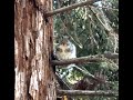 Shy squirrel looks from a branch