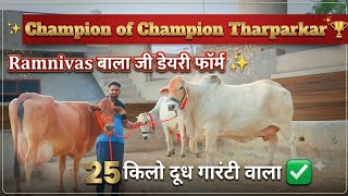 ✨अद्भुत थारपारकर Ramnivas की खरीदो 👍 मात्र 65000₹ से दाम शुरू 25 किलो तक दूध वाली गाय ⭐ 5 Cow lot 🏆
