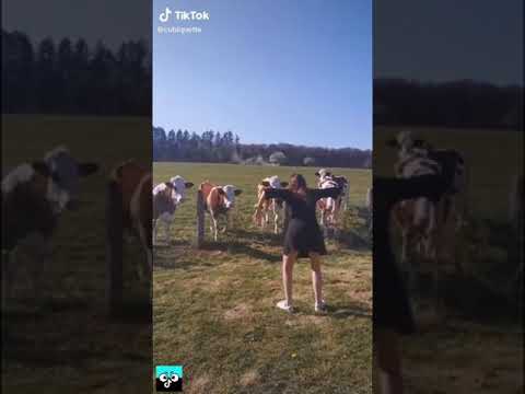 TikTok MAFIA COMPILATION Shorts