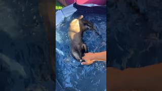 Простой Способ Помыть Выдру😂😂 #Shorts #Aty #Otter #Watersausage