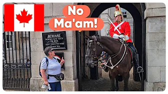 Lady Walks Into The Box and Asks to Touch the Horse!