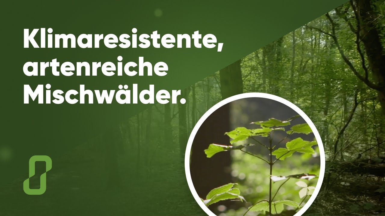 Klimaresistente Baume Liste