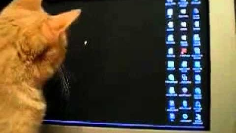 Cat playing with mouse cursor on screen