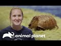 El debut social de "Shelly",  la tortuga | El Acuario | Animal Planet